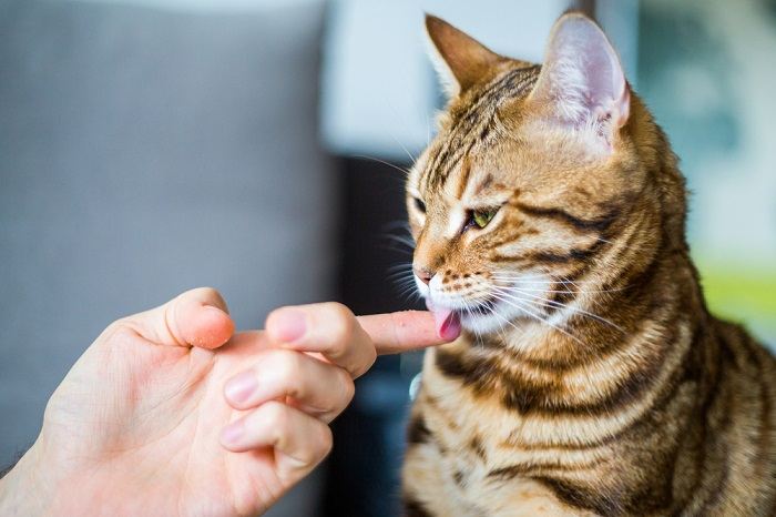 Cat affectionately licking a person's hands, showcasing a display of trust and companionship.