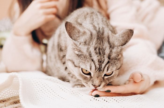 Cat affectionately licking a woman's hand