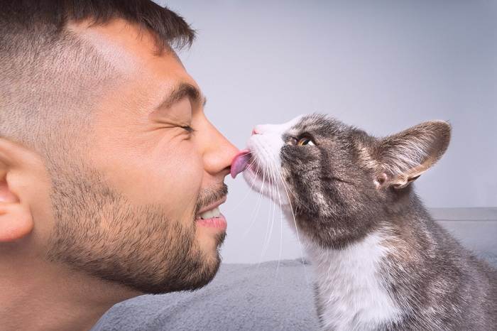 cat licking or kissing owner's nose