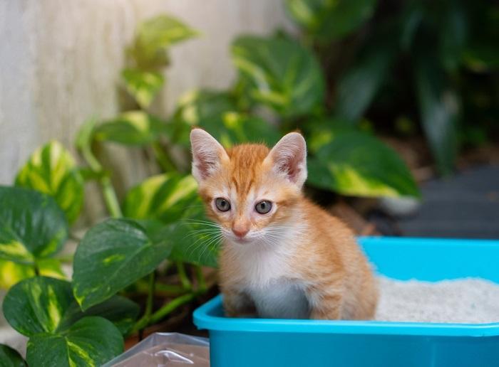 cat using the litter box frequently