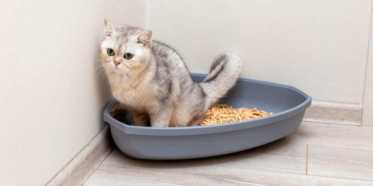 A neatly arranged cat litter box with clean, fresh litter.