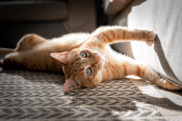 An image portraying a cat engaging in a scratch, showcasing its natural behavior for maintaining healthy claws and expressing its territory.