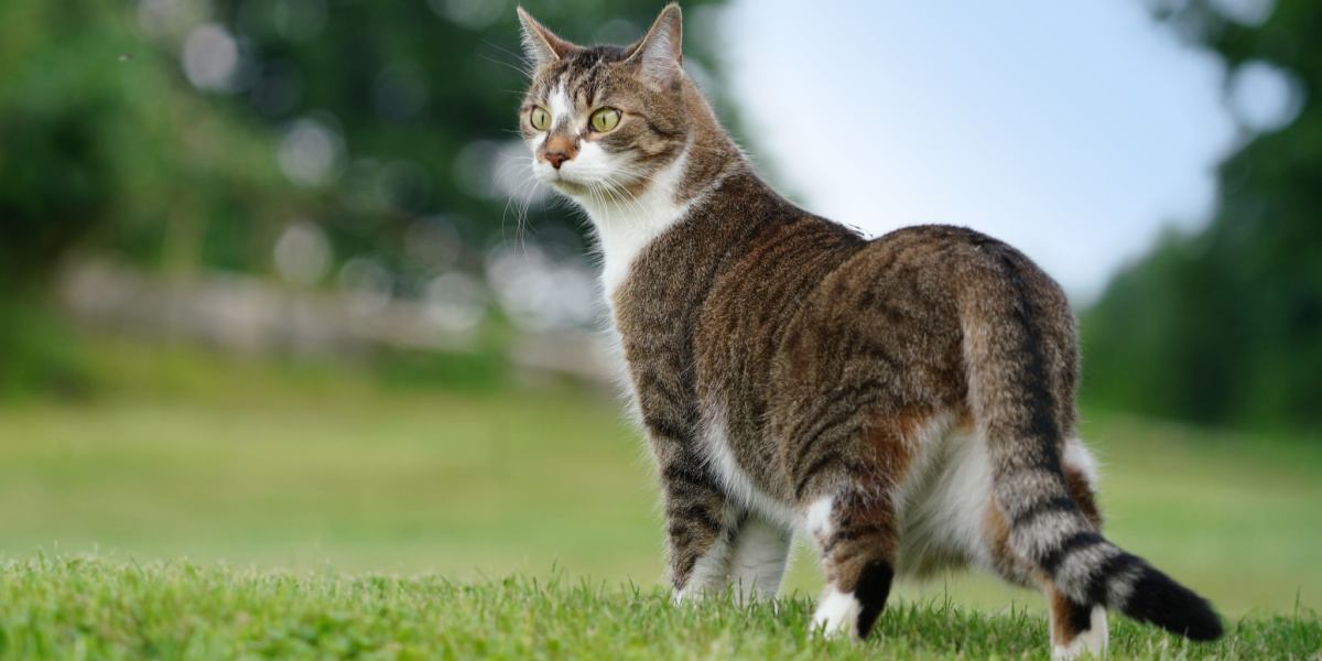 An image of a cat displaying its keen sense for detecting bad weather.