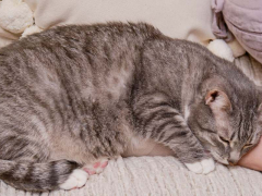 A peaceful image of a cat sleeping soundly, exemplifying the serene and relaxed state of a resting feline.