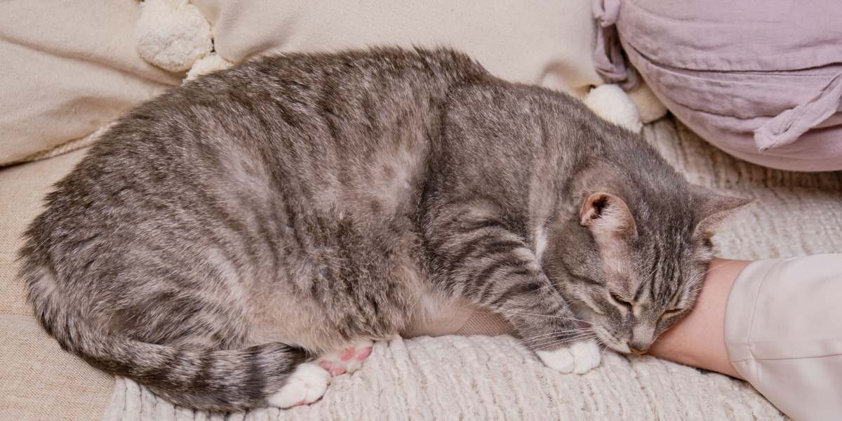 A peaceful image of a cat sleeping soundly, exemplifying the serene and relaxed state of a resting feline.