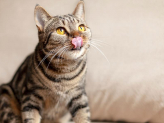 Image of a cat sticking out its tongue playfully, capturing a lighthearted and endearing moment.