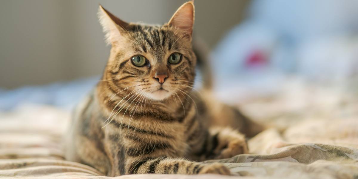 Photograph capturing a cat experiencing tremors or shaking movements.