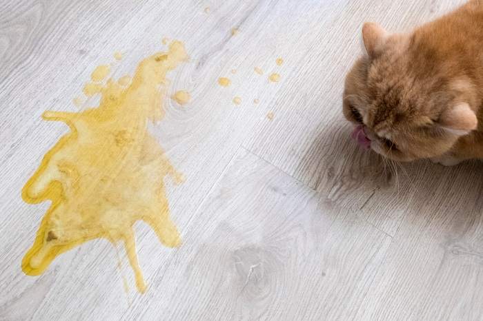 cat vomiting 