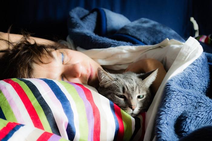 Domestic cat peacefully sleeping.