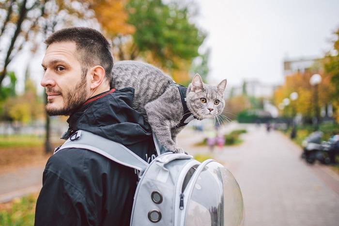 Gray cat and man together.