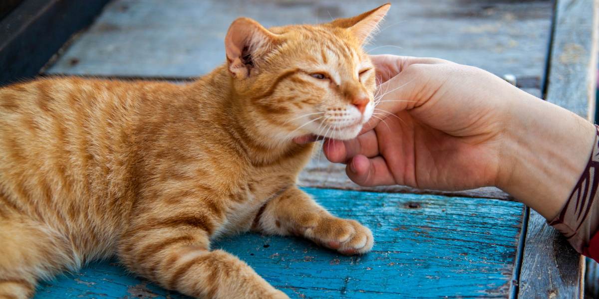 An image of a joyous ginger cat exuding happiness, with a bright expression and possibly an uplifted tail, radiating contentment and positive energy.