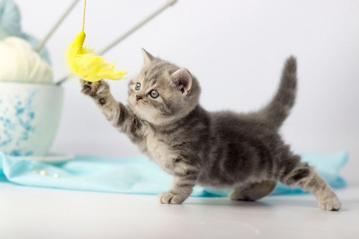 Image of a person playing with a kitten.