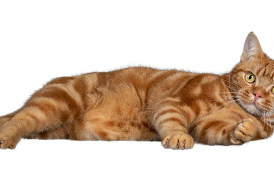 What Can You Give A Cat For An Upset Stomach?