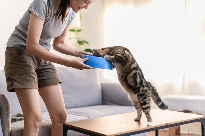 A woman and a cat eating together, illustrating the bond between a cat and its caregiver during mealtime.