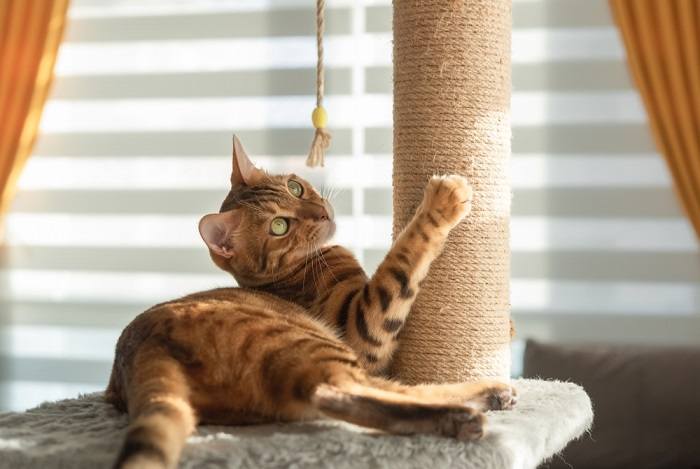 cat playing in scratch post