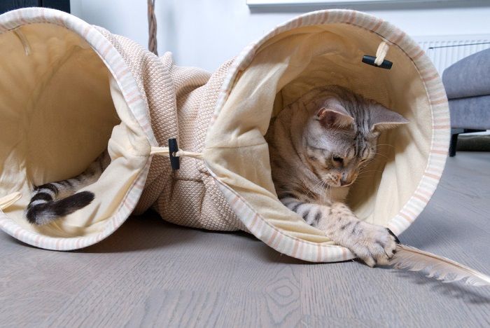 Bengal silver spotted cat plays in the tunnel