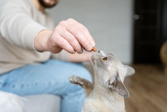 Burmese cat receives treats