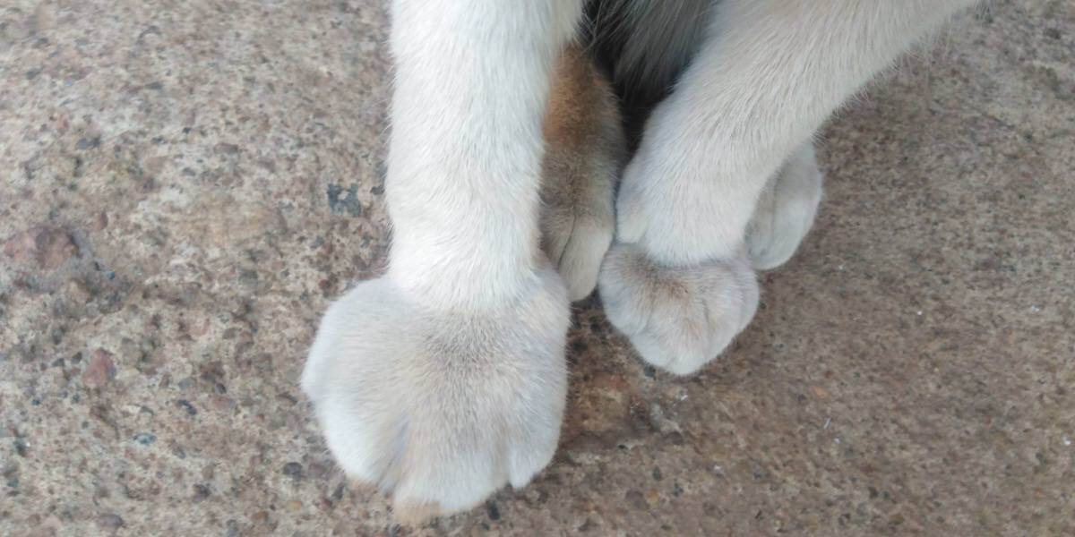 Kitten with swollen right paw