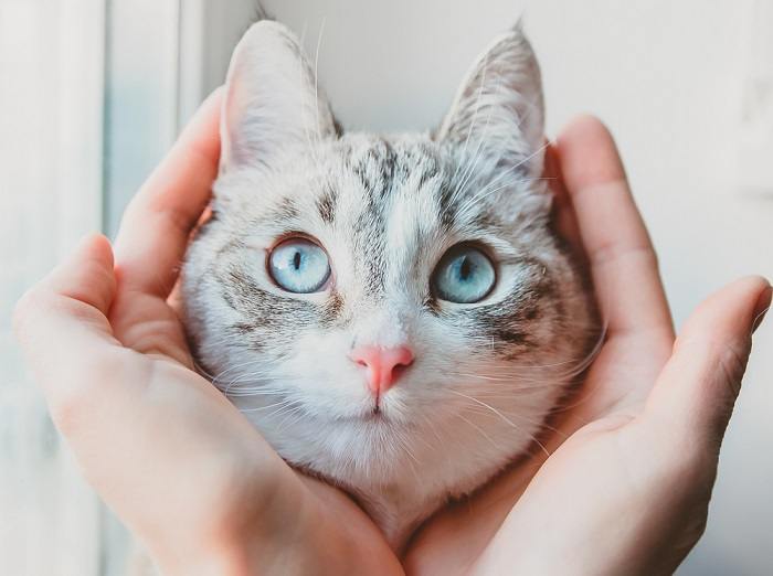 Graceful Siamese cat resting on woman palm