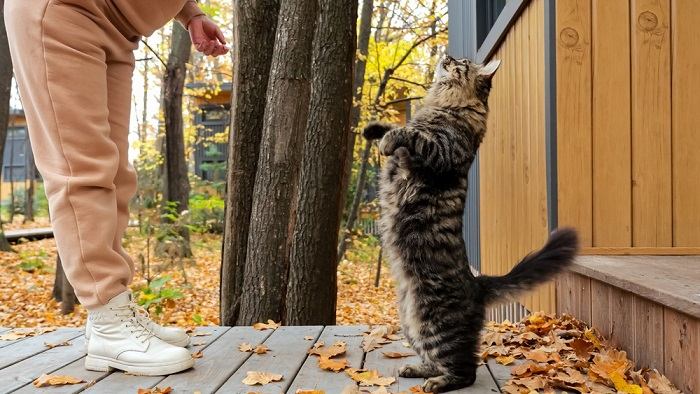 Woman plays with tabby cat in yard