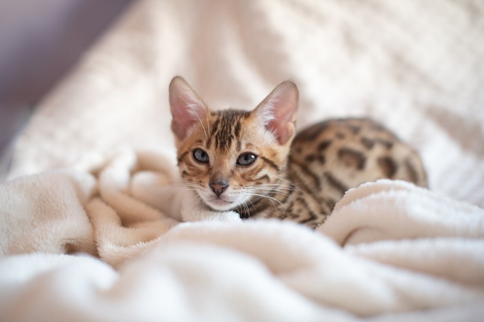 cat sleep with blanket