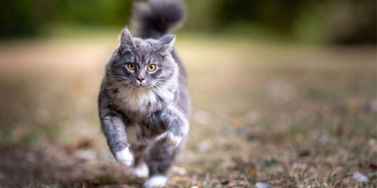 An image capturing the energy and enthusiasm of a blue tabby cat in motion