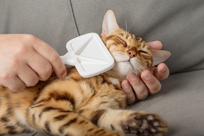 A person gently brushing a contented cat's fur. 