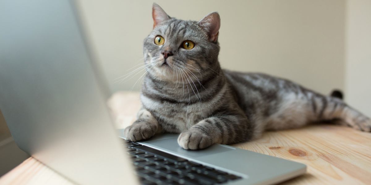 cat looking at the laptop