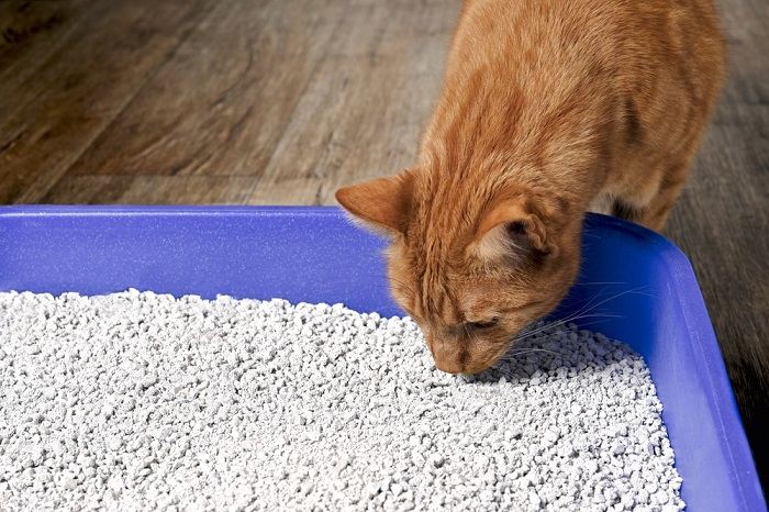 An image portraying a cat inside a litter box, engaging in the act of elimination. The scene underscores the cat's natural behavior and the significance of providing a comfortable and well-maintained space for feline waste management.