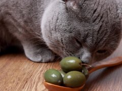 cat smelling olives in spoon