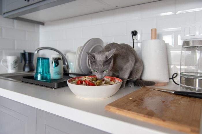 cat eating olives in salad