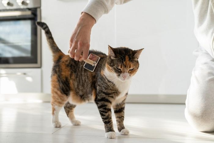 An affectionate moment captured in the image, where a person is gently brushing the fur of a fluffy orange tabby cat.