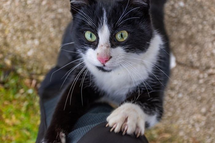 cat looking at the owner