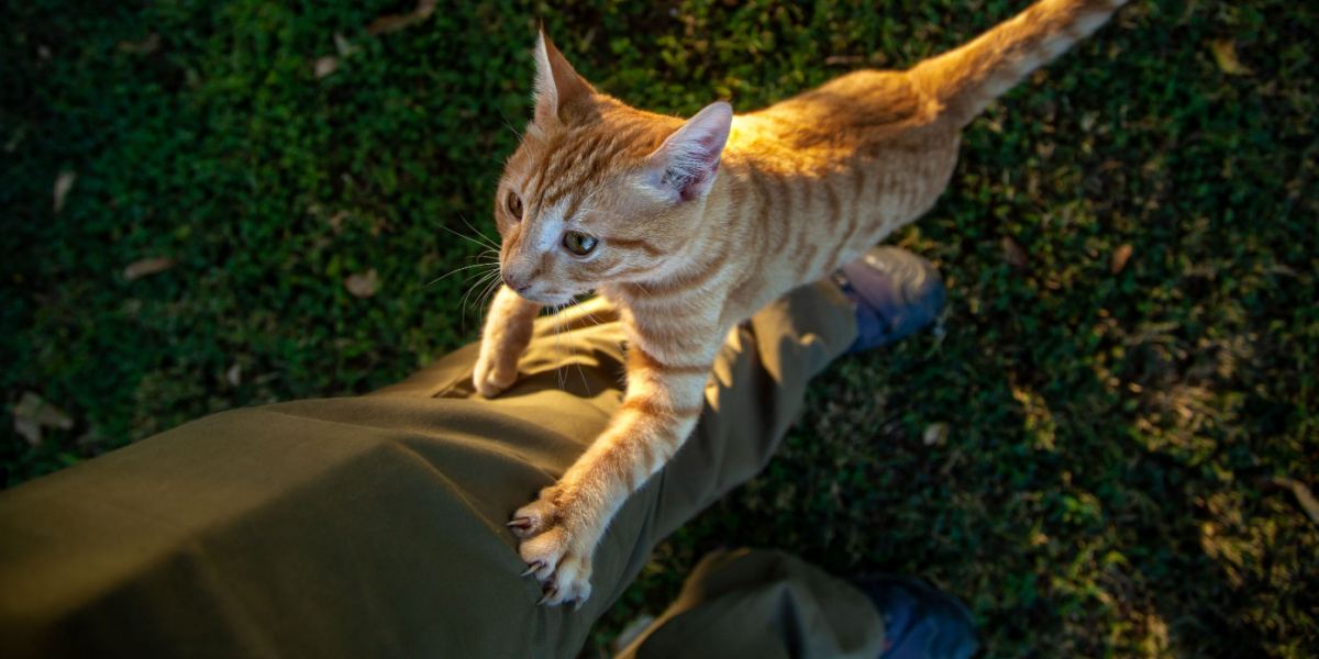 Cat climbing like a tree