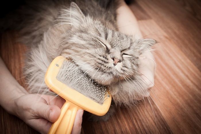  gray cat engaged in a grooming session.