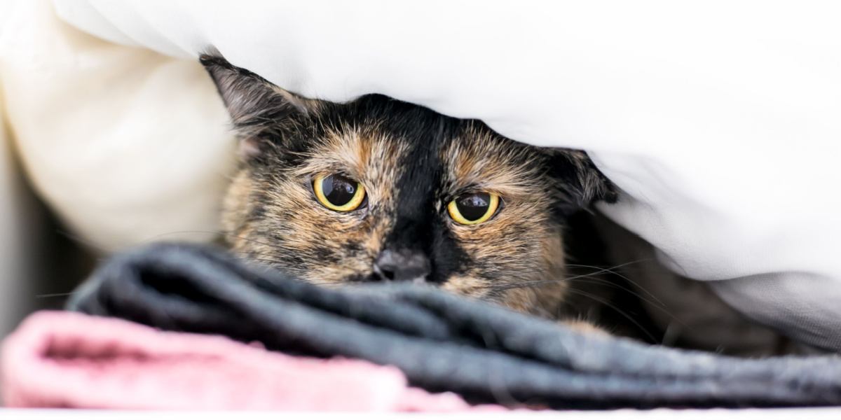 An image of a cat hiding away in a secluded space, conveying a sense of privacy and retreat, which is a common behavior for cats seeking comfort or a sense of security.