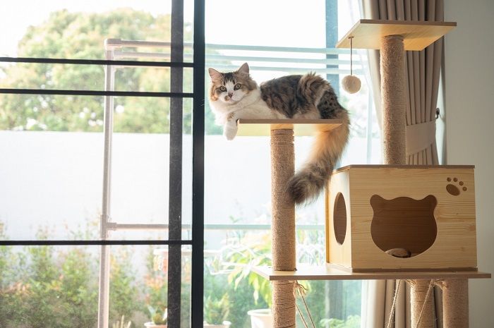 cat in cat tree