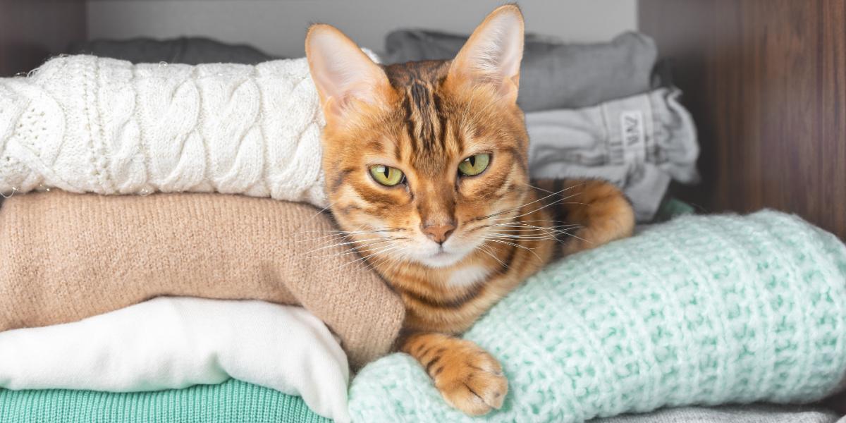 An image featuring a cat comfortably nestled within a closet. The scene captures the cat's cozy hideaway choice, underscoring its tendency to seek out snug and secure spots for relaxation.