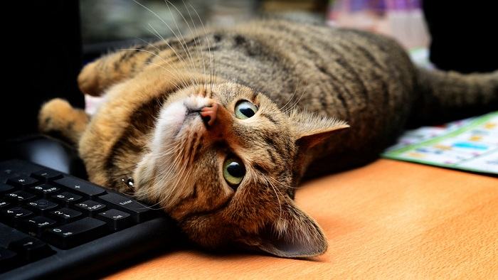 Playful cat immersed in a jungle of computer keyboards, further emphasizing its affinity for unconventional resting spots.