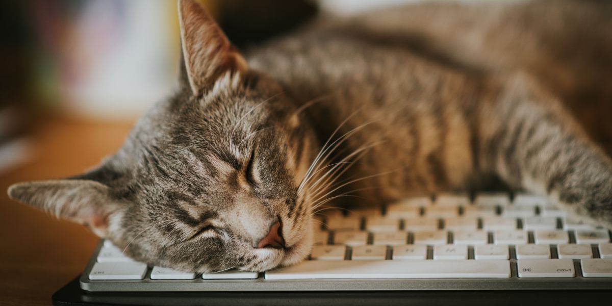 Amusing scene featuring a mischievous cat nestled among computer keyboards.