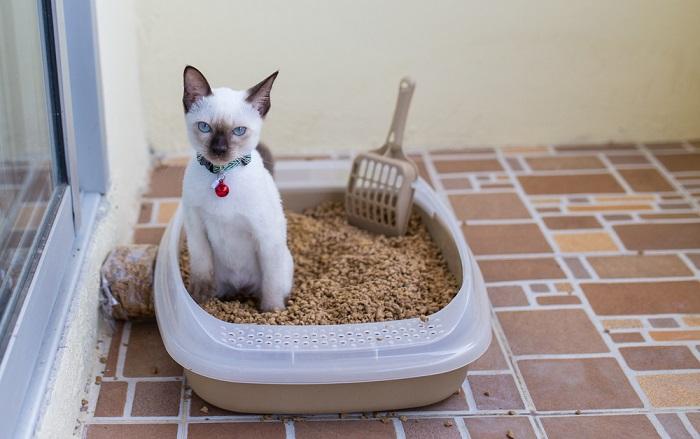 A cat inside a litter box, with a calm demeanor as it engages in its essential bathroom activity.