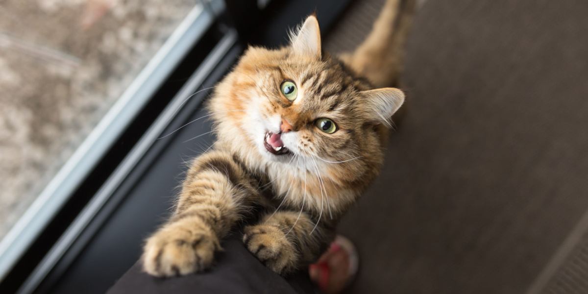 The image captures a cat comfortably situated between a person's legs, showcasing a cozy and intimate moment of feline-human companionship.