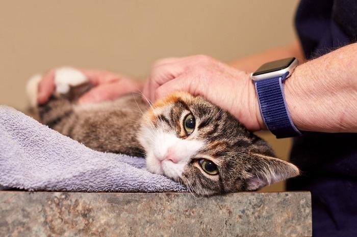 vet checking cat