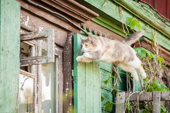 Cat in mid-jump