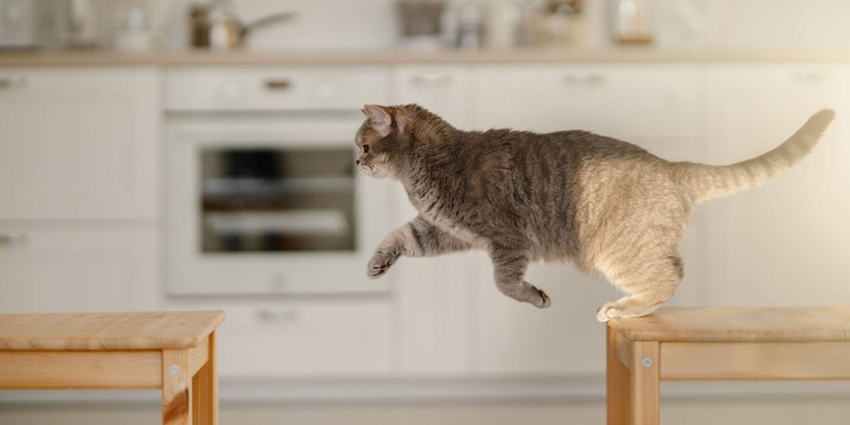 Cat jumping in mid-air