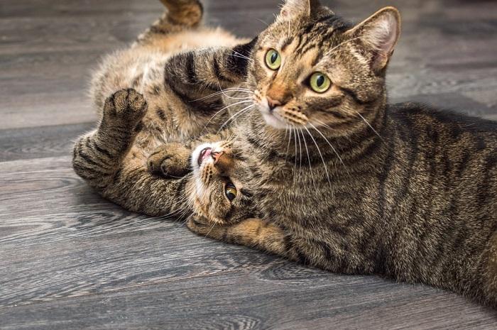 Image of a cat playing. 