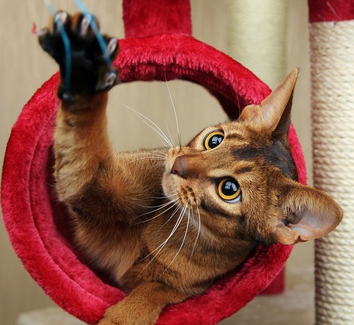 A cat playing, exhibiting typical feline play behavior.