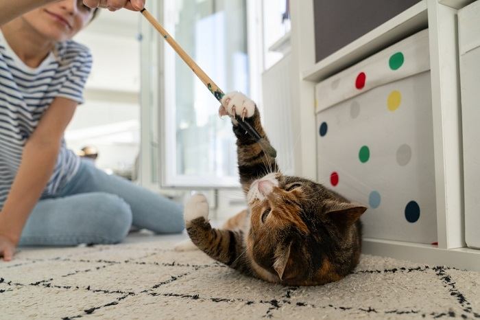 A cat playing with a woman, illustrating an interactive and playful interaction between a cat and its caregiver.