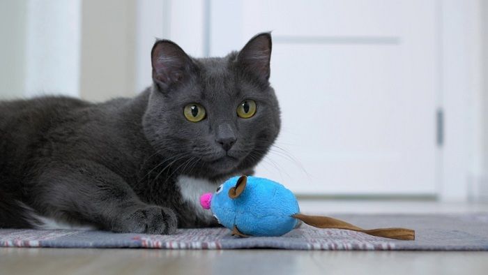 cat plays with a toy