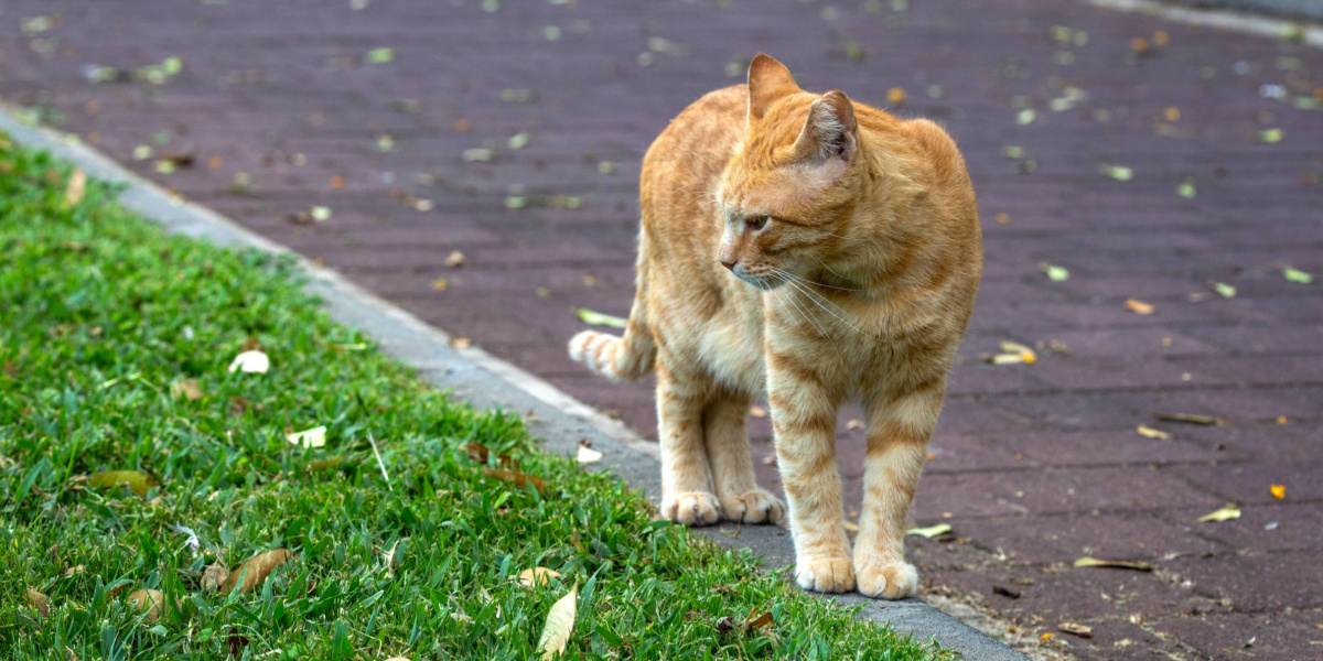 Cat exploring or roaming in a space